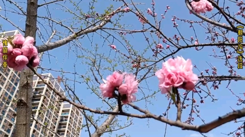 豫剧伴奏大全原版伴奏[豫剧伴奏大全原版伴奏唐派]
